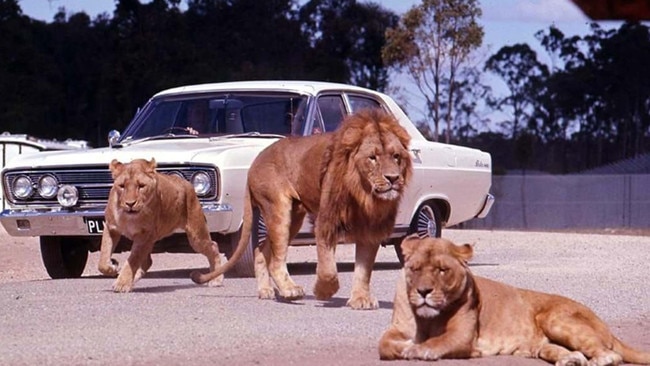 There were several incidents including the 1973 case of an attendant being dragged off by a lion and killed in front of a family in their car.