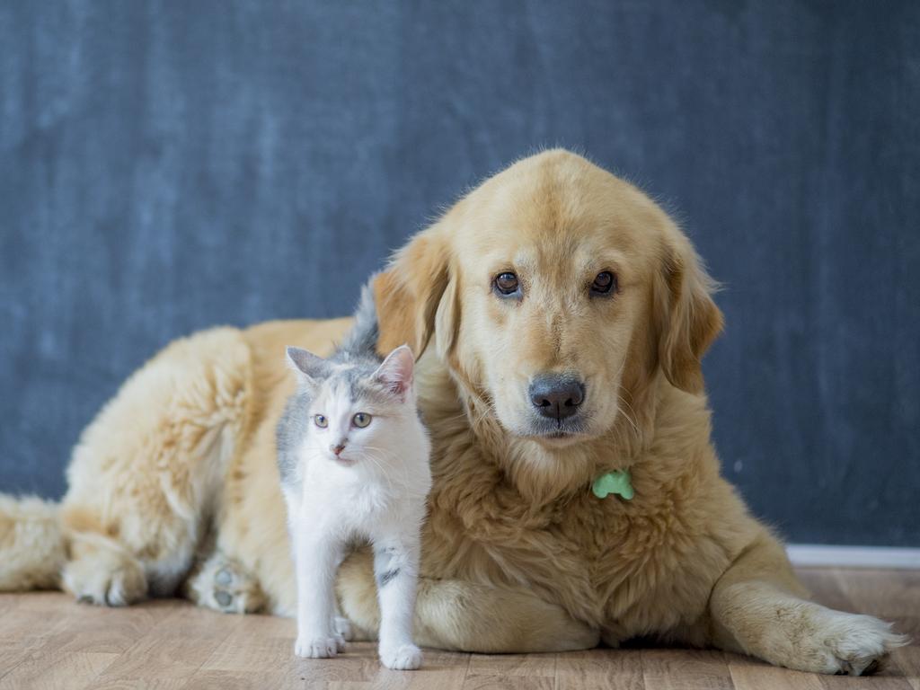 What to feed your pets is a constant source of concern for readers. Picture: iStock