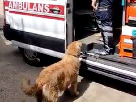 Dog’s loyal act to injured owner