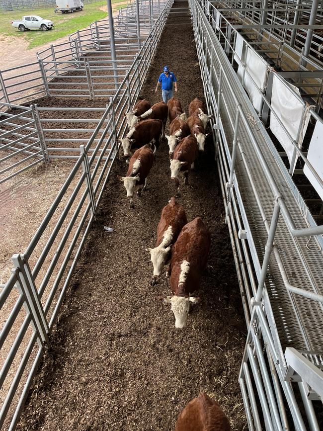 Delivering cattle after day three of the Wodonga weaner sales where prices came back from the previous two days of results.