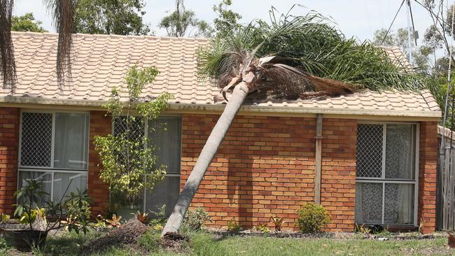 A palm tree on the roof of a house in Helensvale, on the northern Gold Coast. Picture: Glenn Hampson