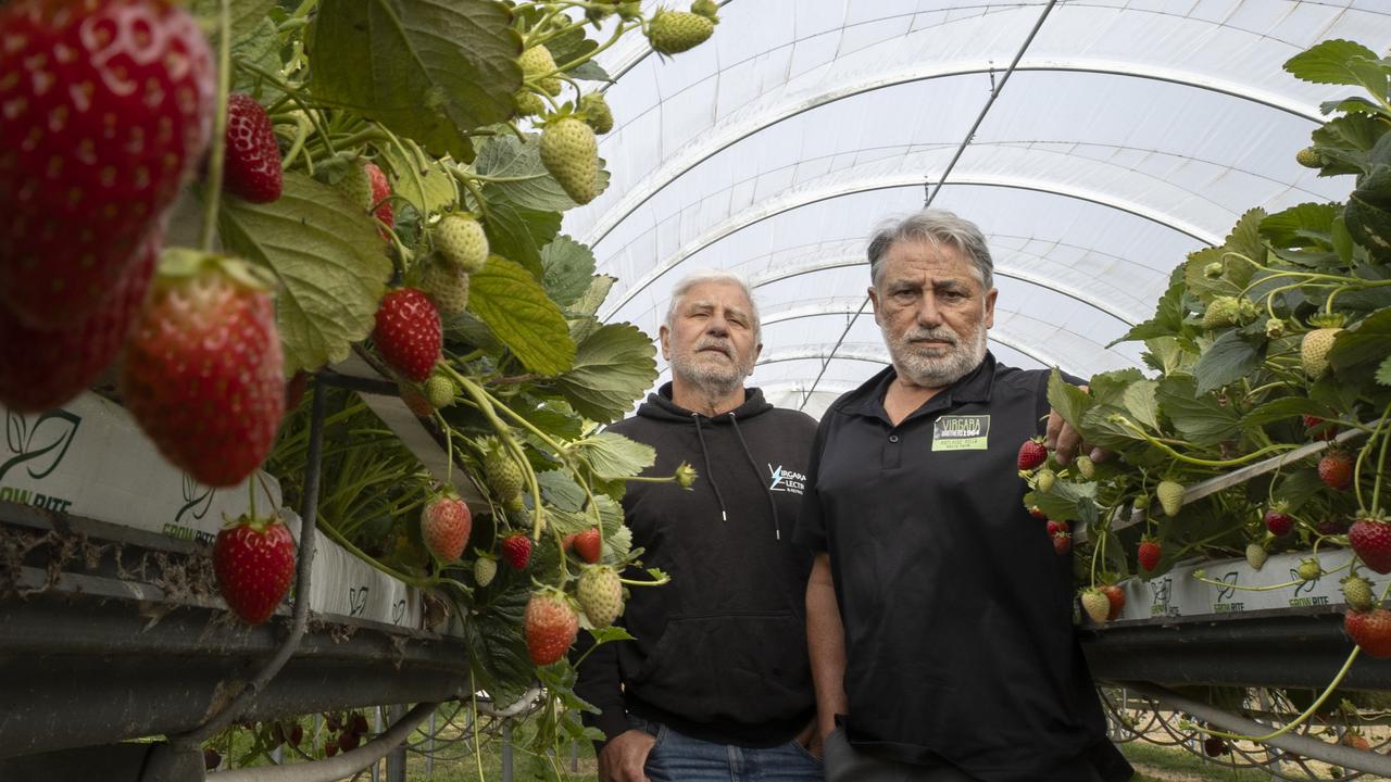 Staff, $750k lost in berry farm’s ‘unfair’ fruit fly quarantine