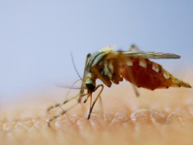 The warm autumn weather has extended the mosquito danger season in the Clarence Valley.