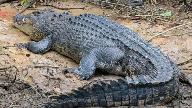 The King, Scarface a 4.5m Male Estuarine Crocodile at the Daintree River. PHOTO: DAMIAN DUFFY