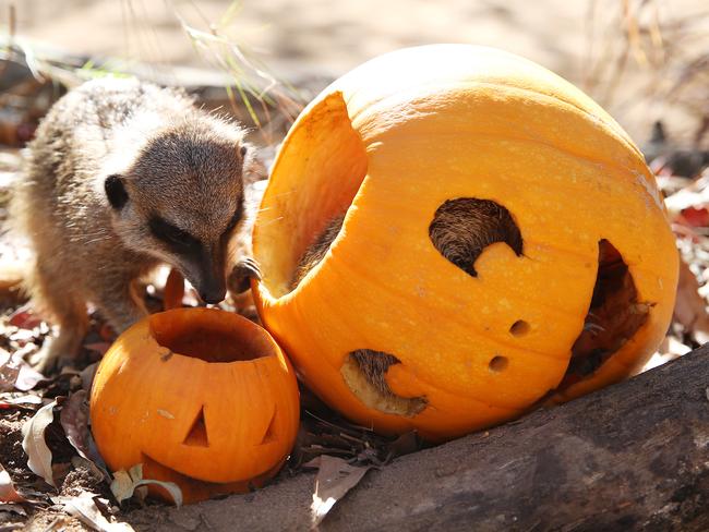 Taronga Zoo’s meerkats enjoy Halloween treats. Picture: Carly Earl