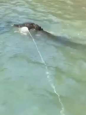 A still from the video showing the croc grabbing hold of a crab pot buoy at Woods Inlet. Picture: Supplied