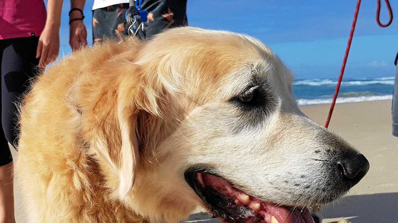 A dog is walked on the beach at Salt/Casuarina. Picture: Mark Grunwald