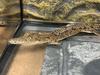 Man fined after baby crocodile found in his home