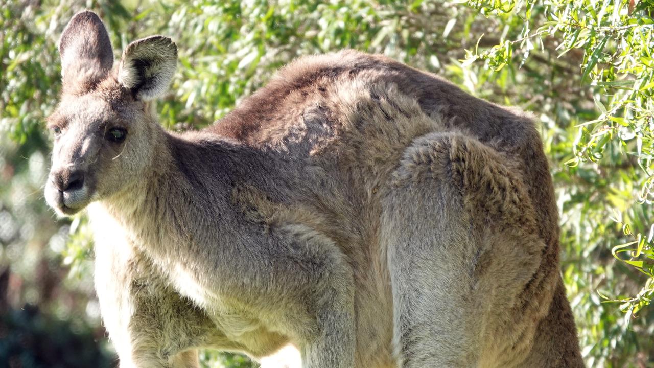 Mornington Peninsula excluded from Victoria kangaroo management plan ...