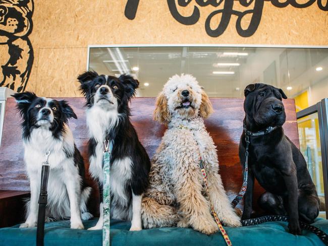 Maggie's Dog Cafe, Shop and Salon has been voted Australia's favourite pet friendly cafe.