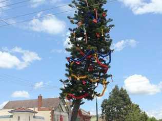 A photo of Lismore's "wonky tree" from last Christmas.