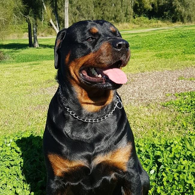 Princess enjoying the warm weather at Blacktown. Picture: Melanie Randall