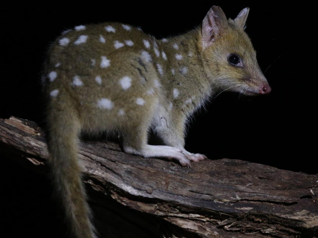 Eastern quolls are nocturnal. Picture: David Hamilton