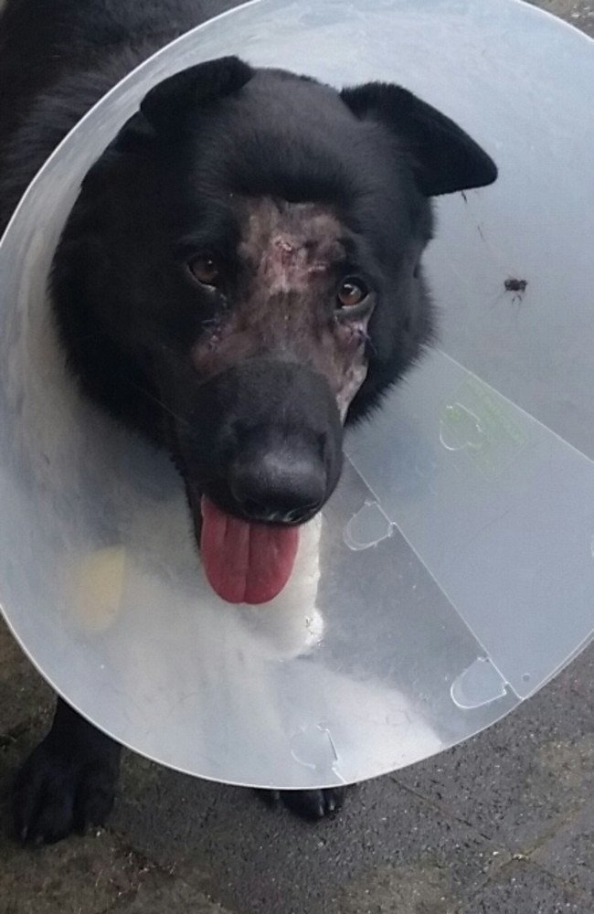 PD Bravo recovers after being attacked by another dog.