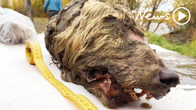 Giant severed Ice Age wolf’s head discovered in Siberian permafrost