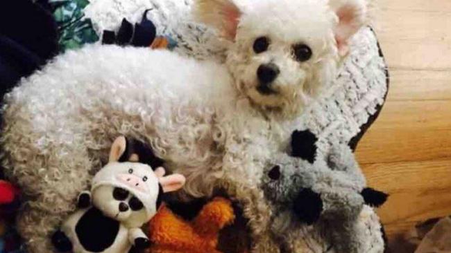 Twinkle the Dog — owner Xavier Hernandez replaced her lost puppies with stuffed toys. Picture: Xavier Hernandez