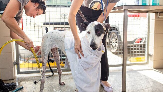 A dalmatian being cleaned by the RSPCA. Photo: Facebook- RSPCA