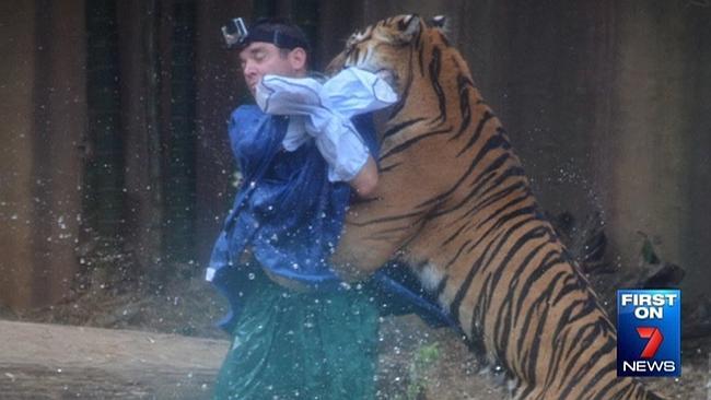 Australia Zoo handler Dave Styles is attacked by the tiger, He was left with serious injuries. Picture: Channel 7