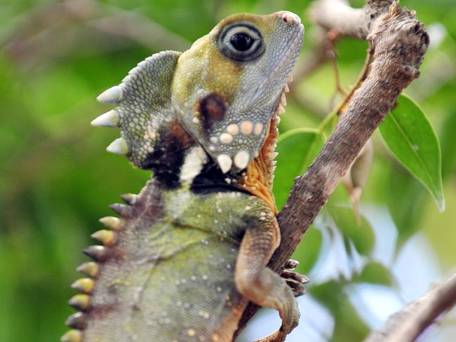 A Boyd's forest dragon.