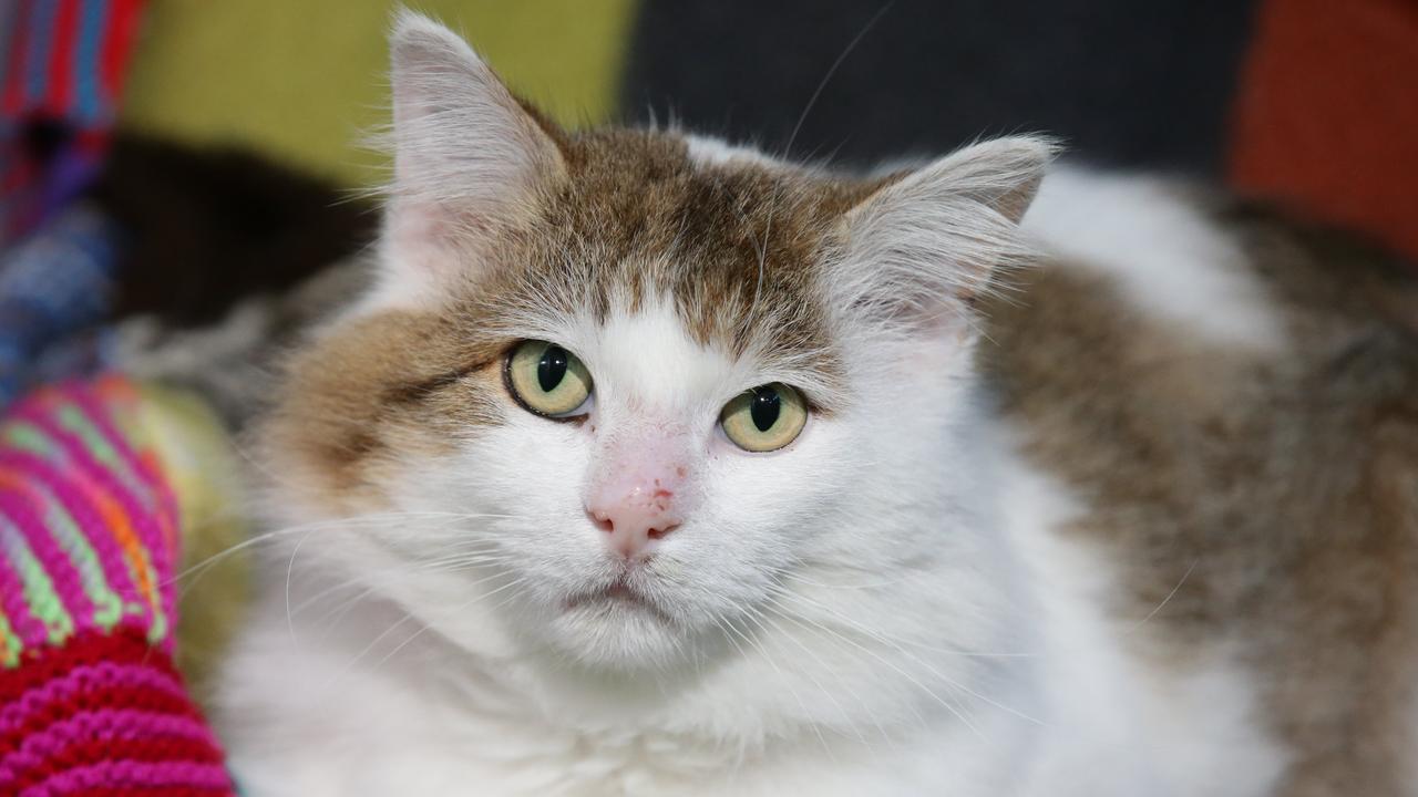 Geelong Animal Welfare Society data shows less than one in five cats ...