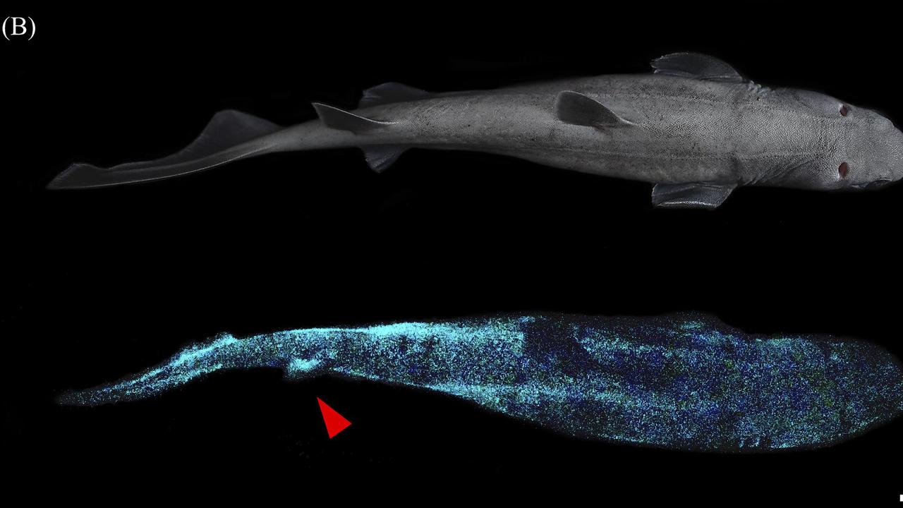 Lateral and dorsal luminescent pattern of Dalatias licha. (A) Lateral daylight view and luminescent pattern highlighting the dorso-ventral luminous pattern. (B) Dorsal daylight view and luminescent pattern. Luminescence of the second dorsal fin is observable on this specimen (red arrowhead). Scale bar: 10 cm.
