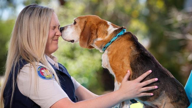 Shuey the beagle was rescued after being found neglected and malnourished. Picture: Mark Stewart