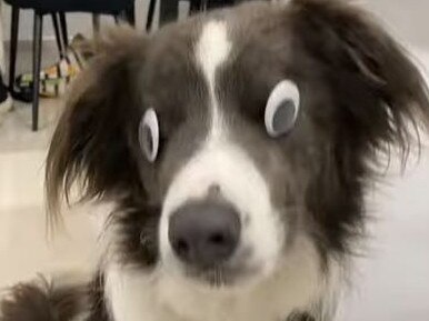 Stevie the blind border collie has delighted TikTok users.