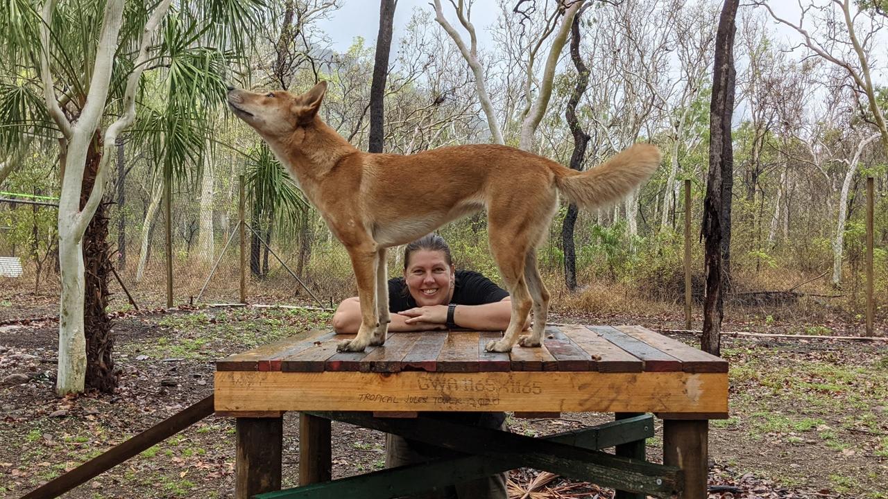 Lost Puppy Found in Australia Is Actually Rare Dingo, DNA Test