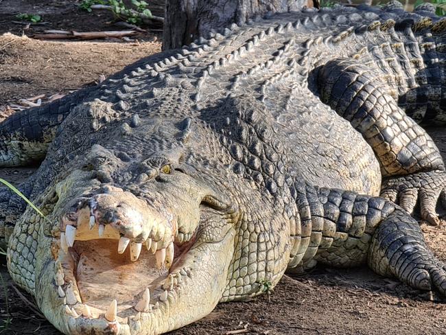 Northern Territorians can have any pet they like, as long as it is “reasonable”. Picture: Supplied