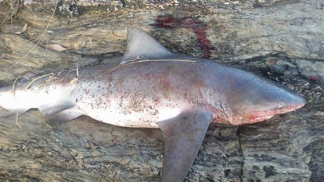 A Shark captured in the Brisbane River. Picture: Dean Pettie