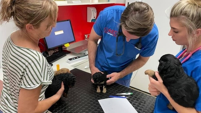 Jeni Merry with her stolen puppies as they are checked at the vet. Picture: Missing and Stolen Pets Australia.