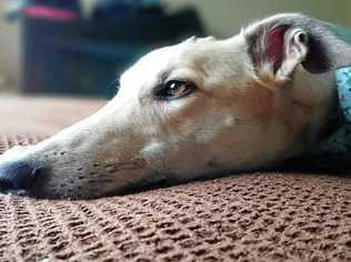 Greyhound occasionally eats grass, refuses her breakfast but is fine by the evening.