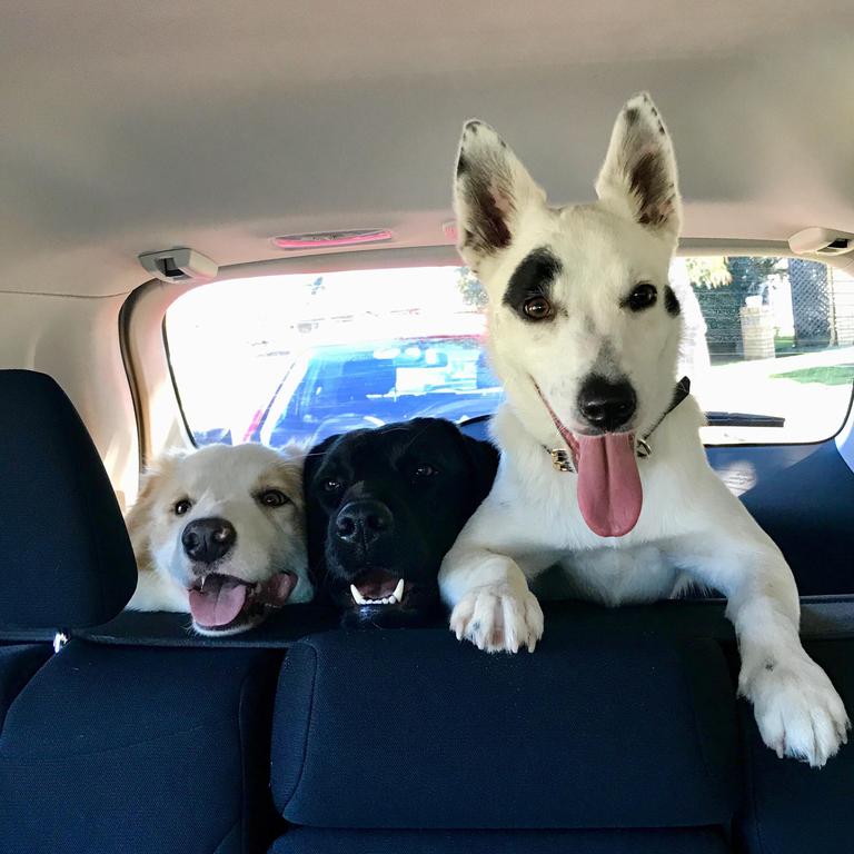 Flynnie the rescue dog (far right) with playmate pals Leroy and Raven. Help the RSPCA on the Gold Coast by visiting their Op Shop — rspcaqld.org.au/rspca-op-shops/labrador — in the aptly named Labrador. Picture: Caragh Nelson