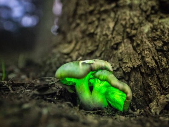 Ghost mushrooms found in Mt Pilot national park.