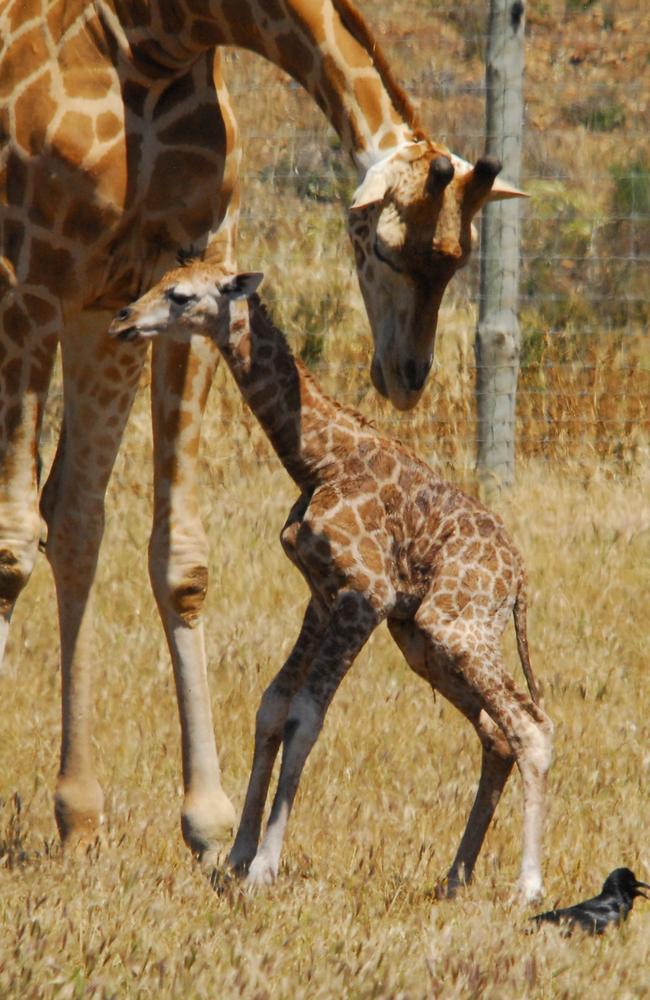 Giraffe Thula with her new baby. Picture: Zoos SA