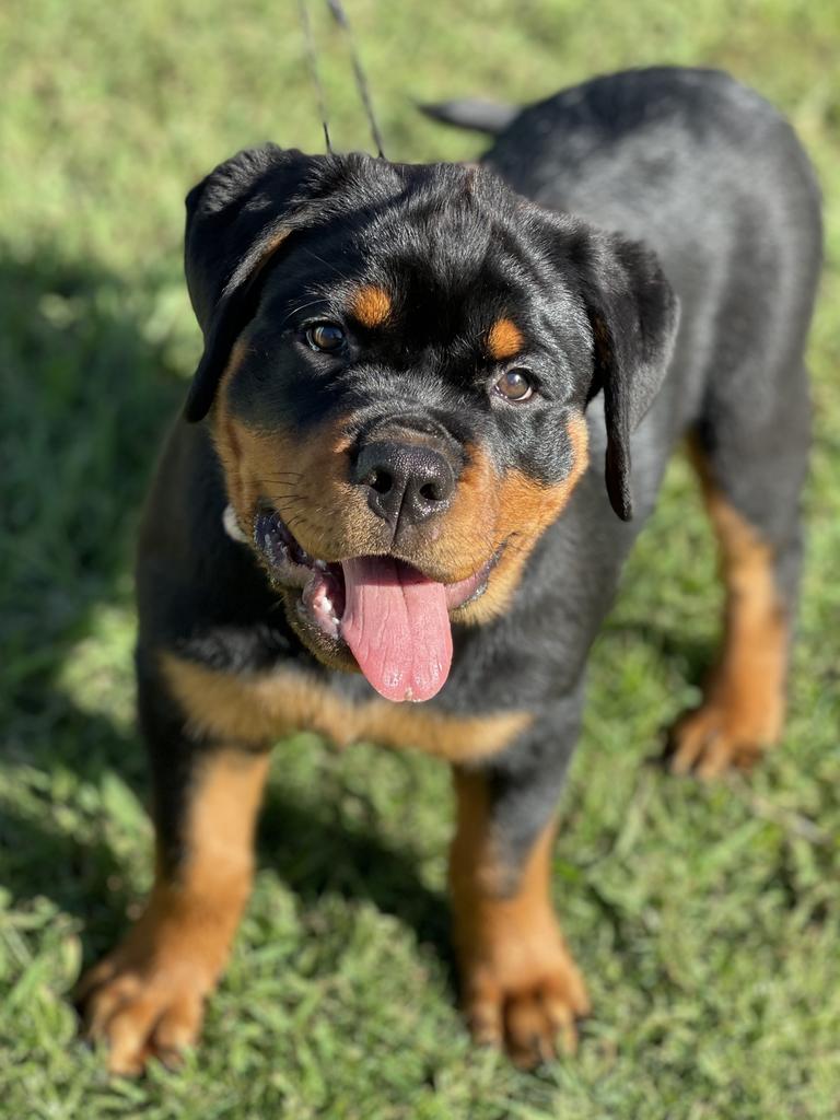 Lizzie Carter – Lizzie is a 16-week-old rottweiler. She is smart and cute and is the bestest puppy ever