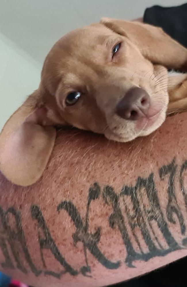 Honey: Kailah O'Keeffe's 8 week old Miniature Dachshund