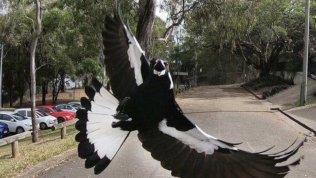 Image grab from Magpie swooping video