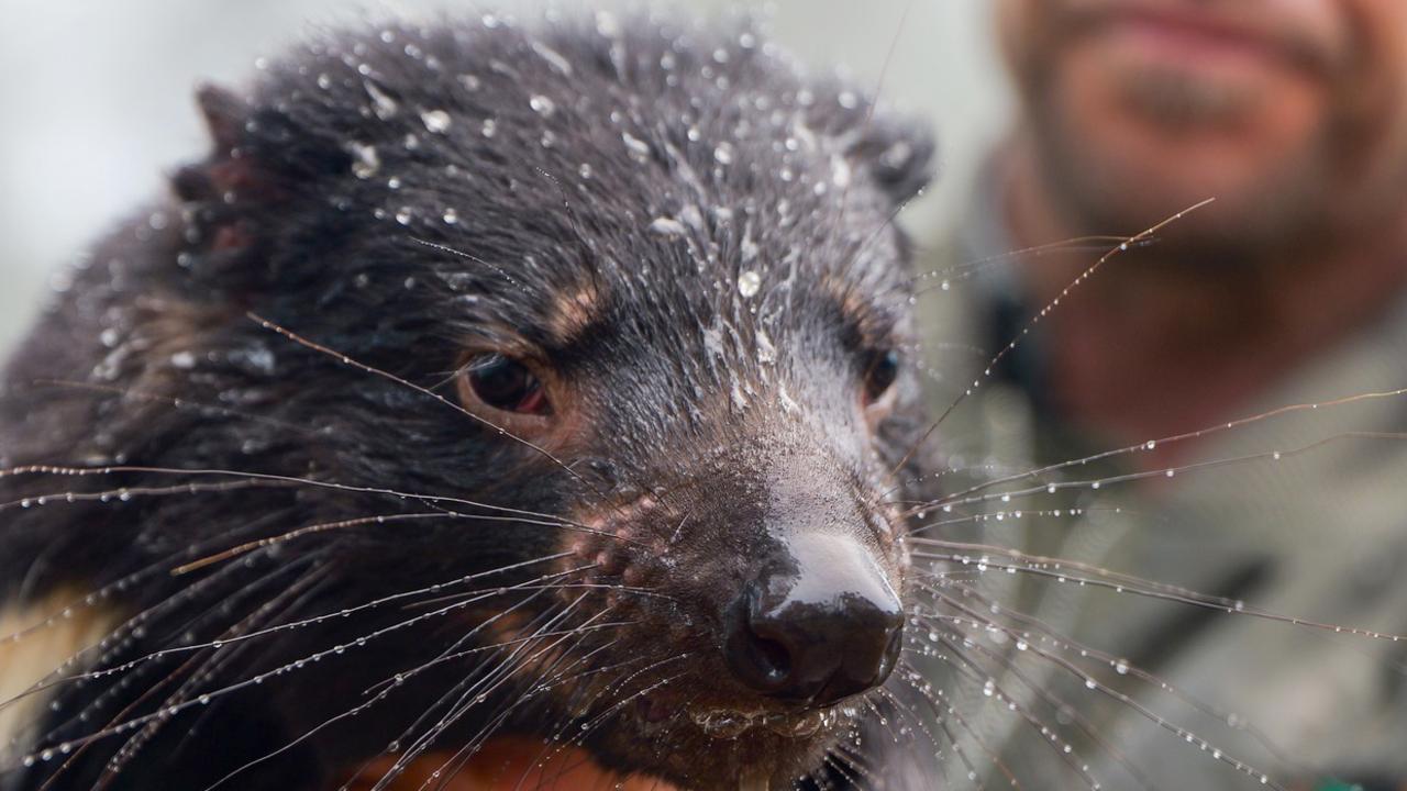 Crucial Tassie devil breeding program hit by NSW floods
