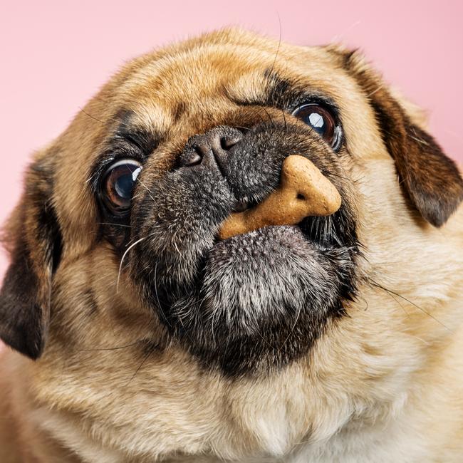 Is it dangerous for humans to eat dog biscuits? Picture: iStock