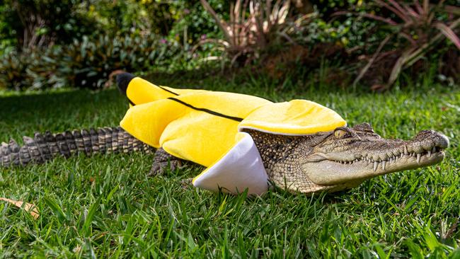 Seventeen-year-old saltie Stampy — pictured here slipping into a banana skin — has won thousands of online admirers after posing in a taco costume. Picture: Che Chorley