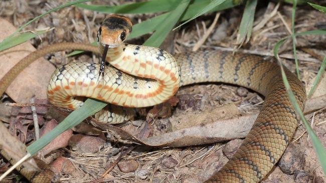 Gold Coast residents warned not to interfere with snakes as juveniles ...