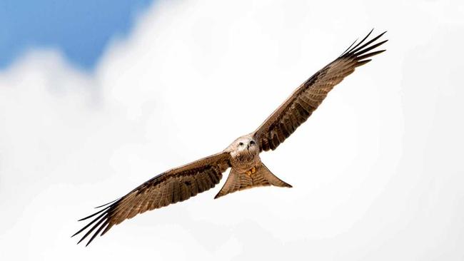 Kites soar the thermals at Bundoora Dam. Picture: David Thomson