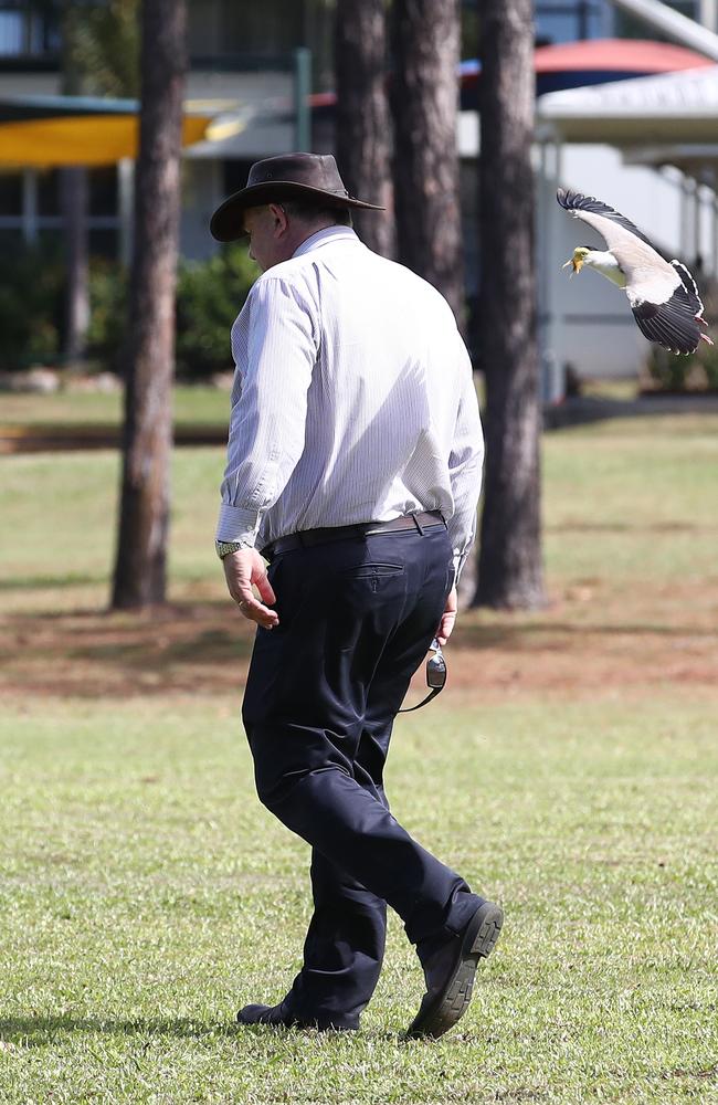 A plover swoops a man walking across mown lawn where they like to next. Picture: Brendan Radke