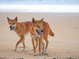 WARNING: Fraser Island dingoes are active over the peal holiday period. Picture: Kingfisher Bay Resort