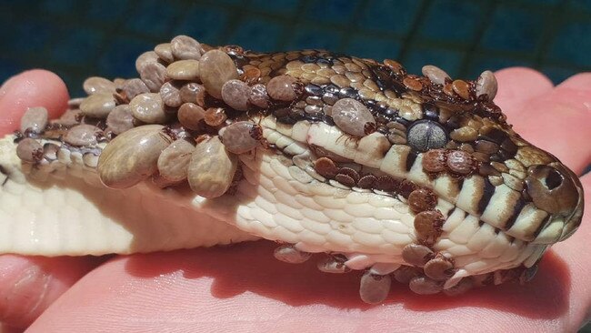 A carpet python riddled with more than 500 ticks was pulled from a pool on the Gold Coast. PICTURE: Gold Coast and Brisbane Snake Catcher