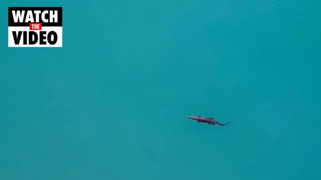 Drone video of Cullen Bay croc