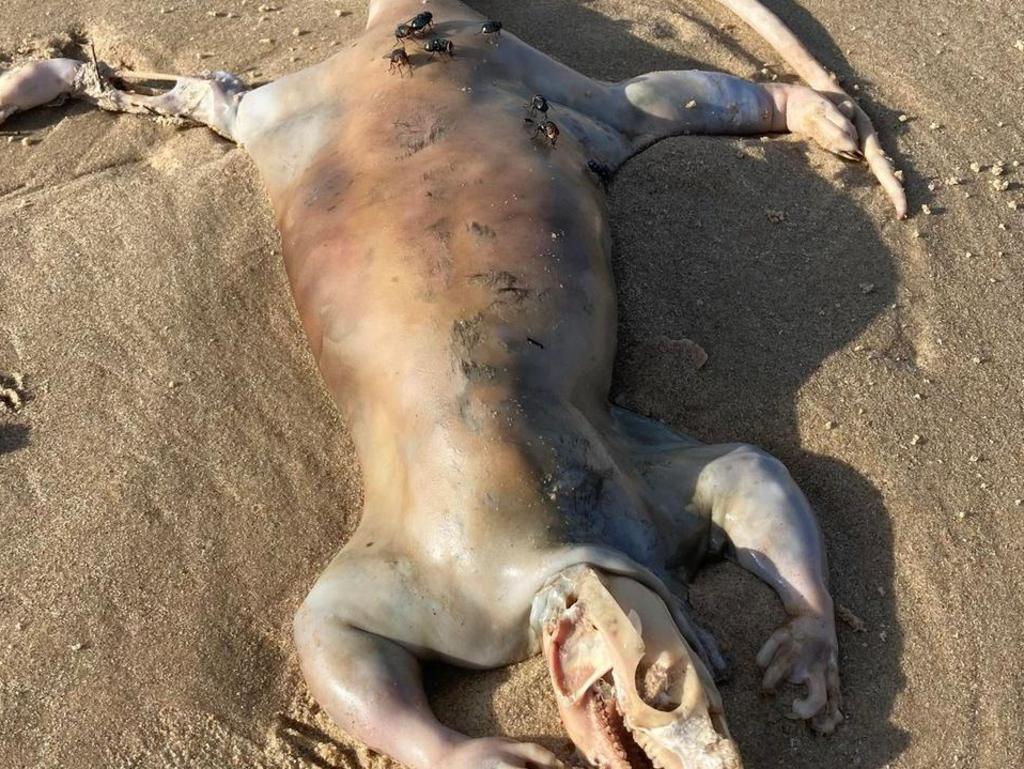 Maroochydore resident Alex Tan was shocked to discover a mystery animal at Cotton Tree beach following recent floods.