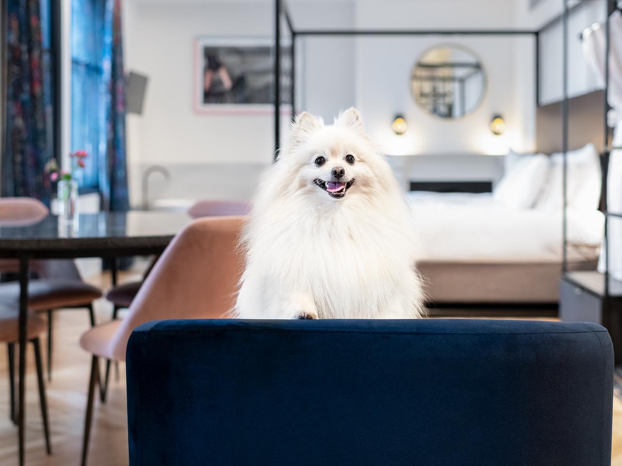 Pet-friendly accomodation at Litlle Albion, Sydney.