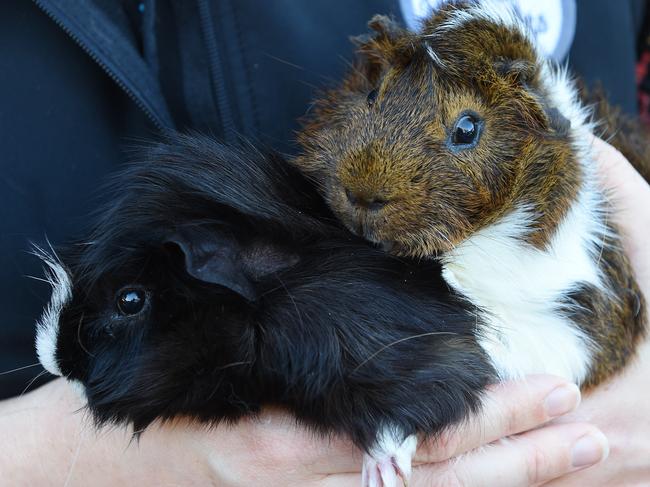 The clinic treats any animal smaller than a cat or dog, like these guinea pigs. Picture: Josie Hayden